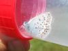 Plebejus argus